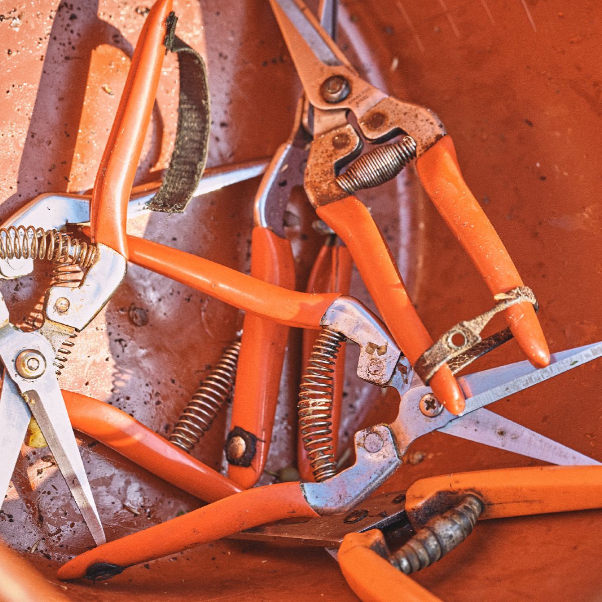 Weinlese Fotografie Iphofen