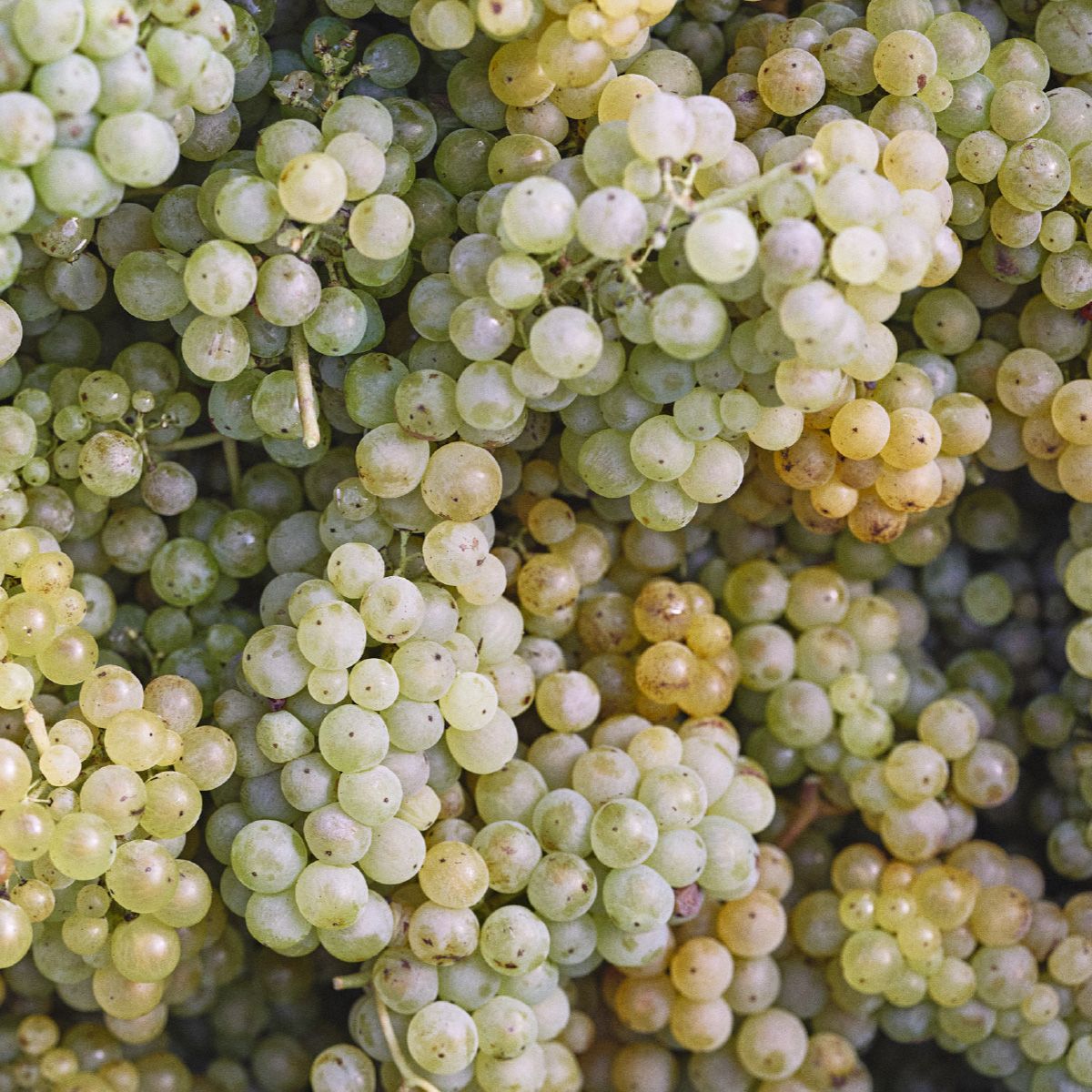 Wein Detail Fotograf Franken